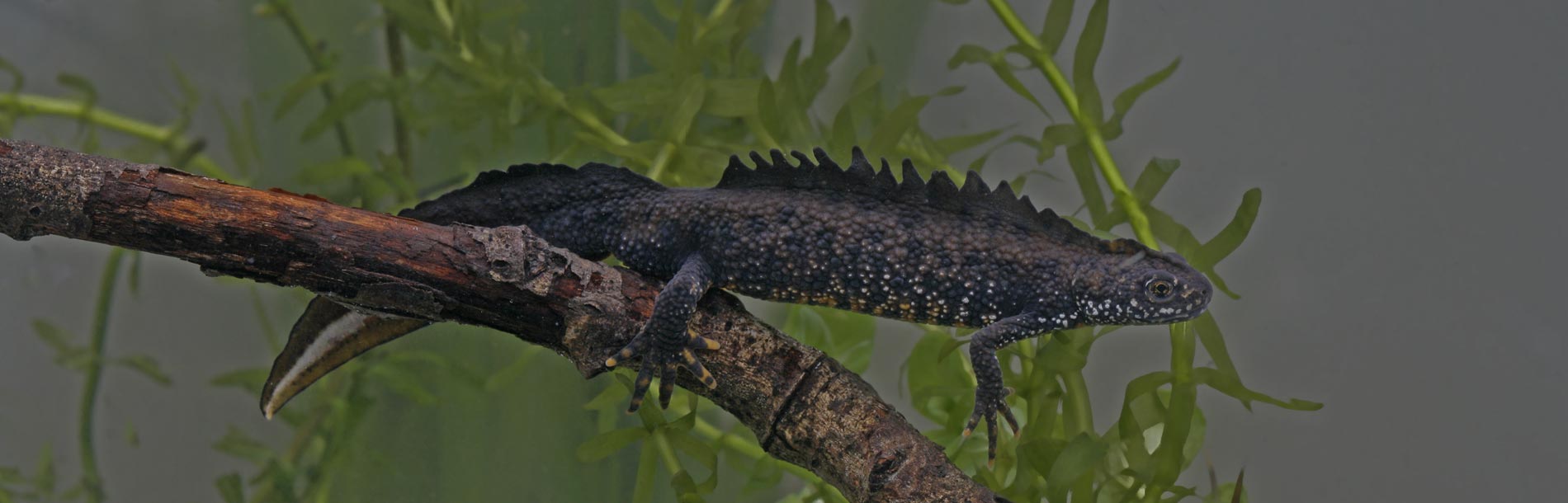 Great crested newt surveys