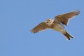 Sharp Decline In European Bird Populations